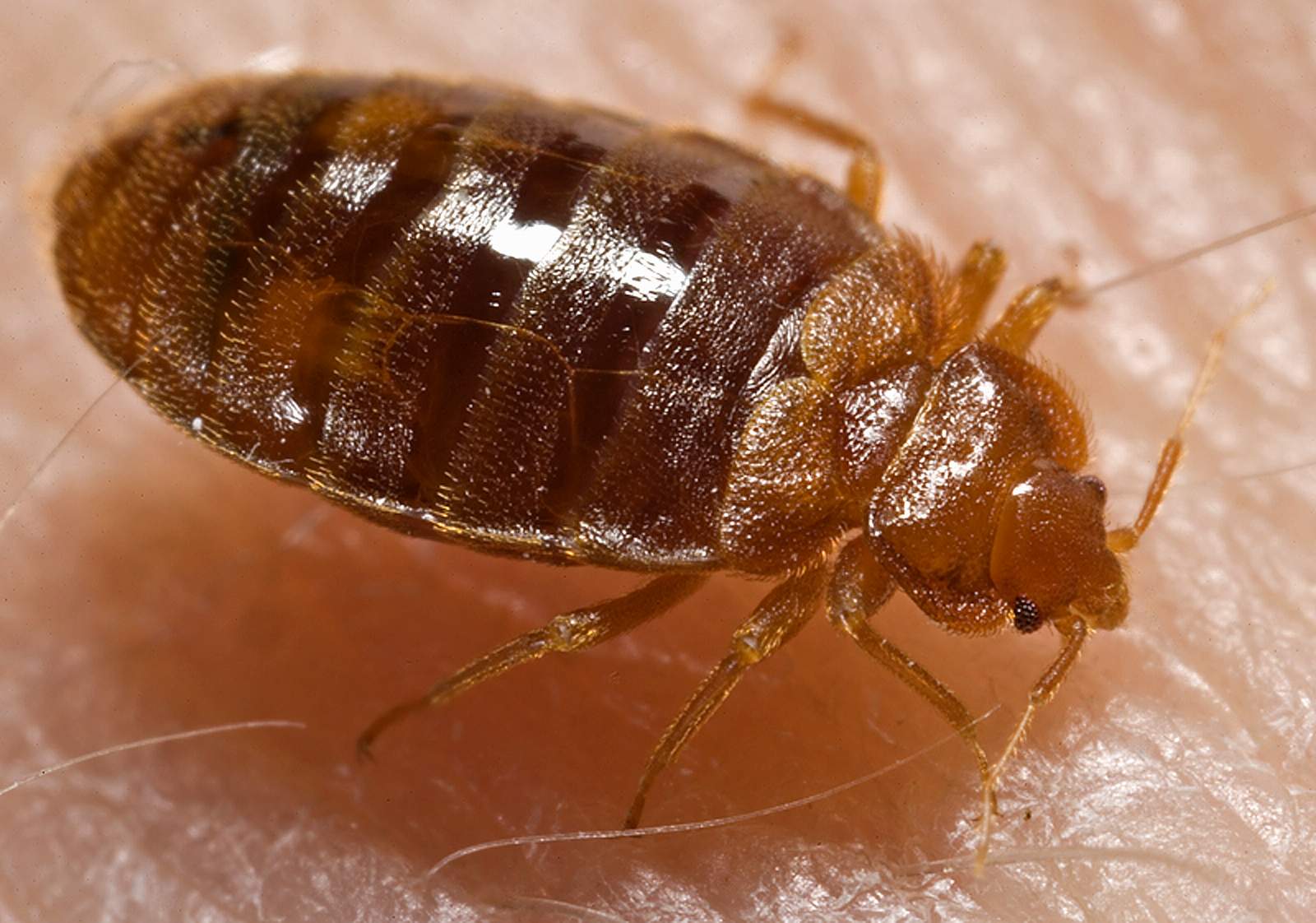 Bed Bug Exterminator realistic photo