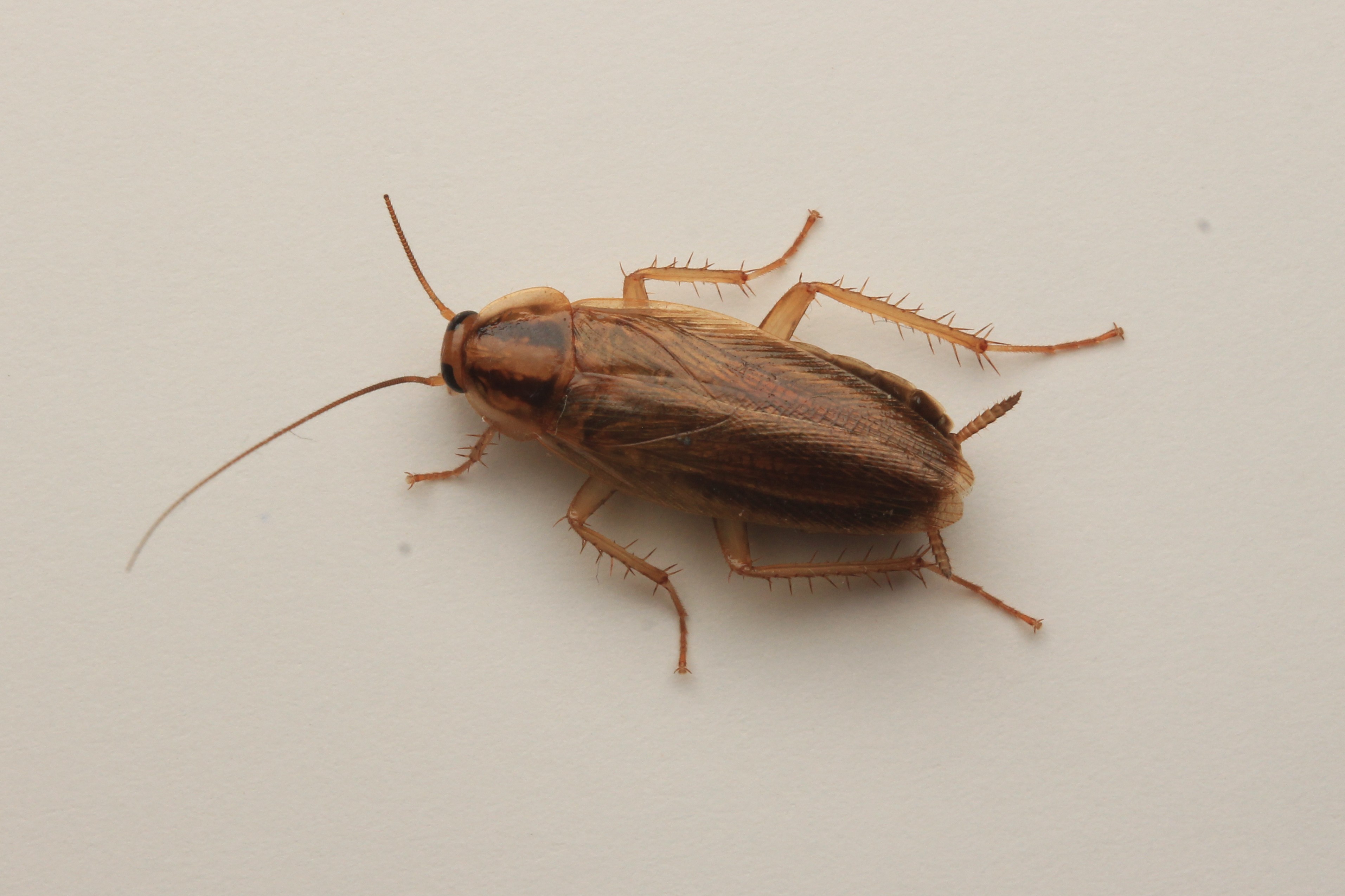 Cockroach Exterminator realistic photo