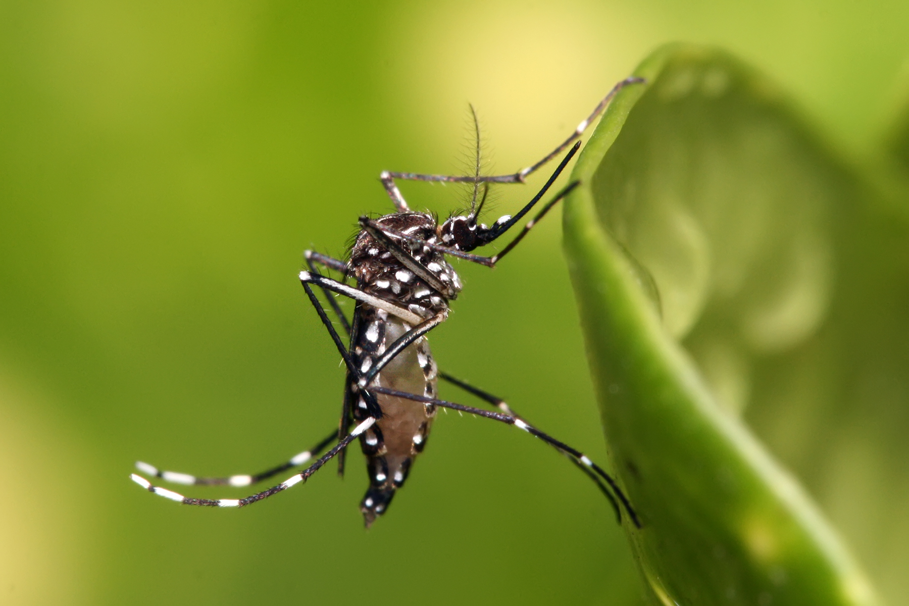Mosquito Control realistic photo