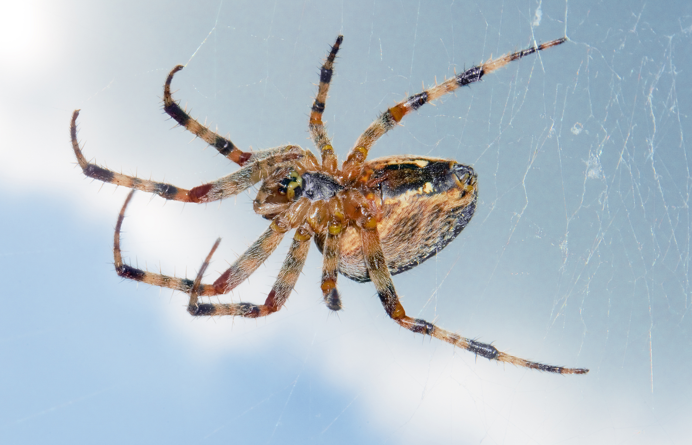 Spider Control realistic photo