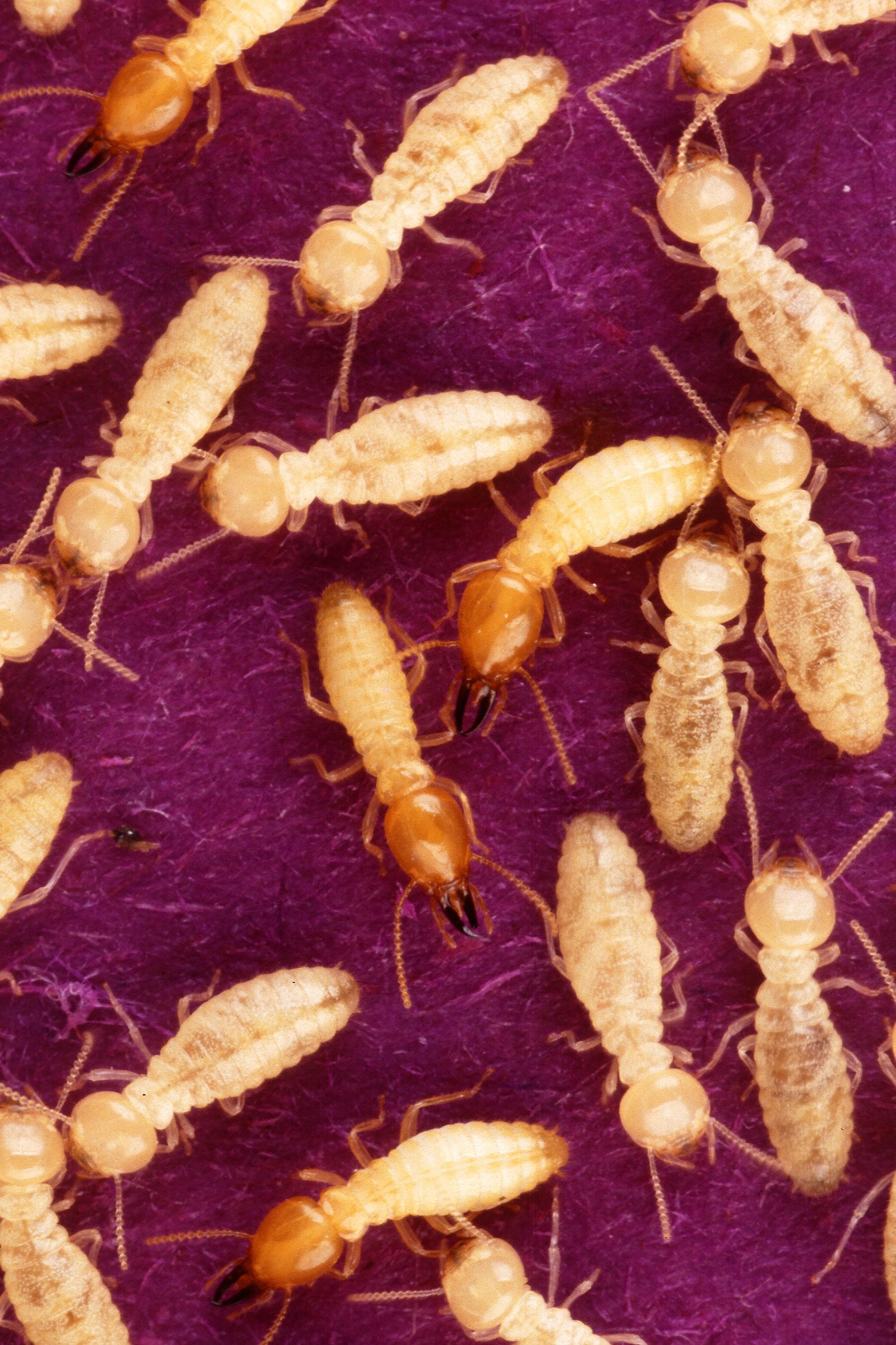 Termite Treatment realistic photo