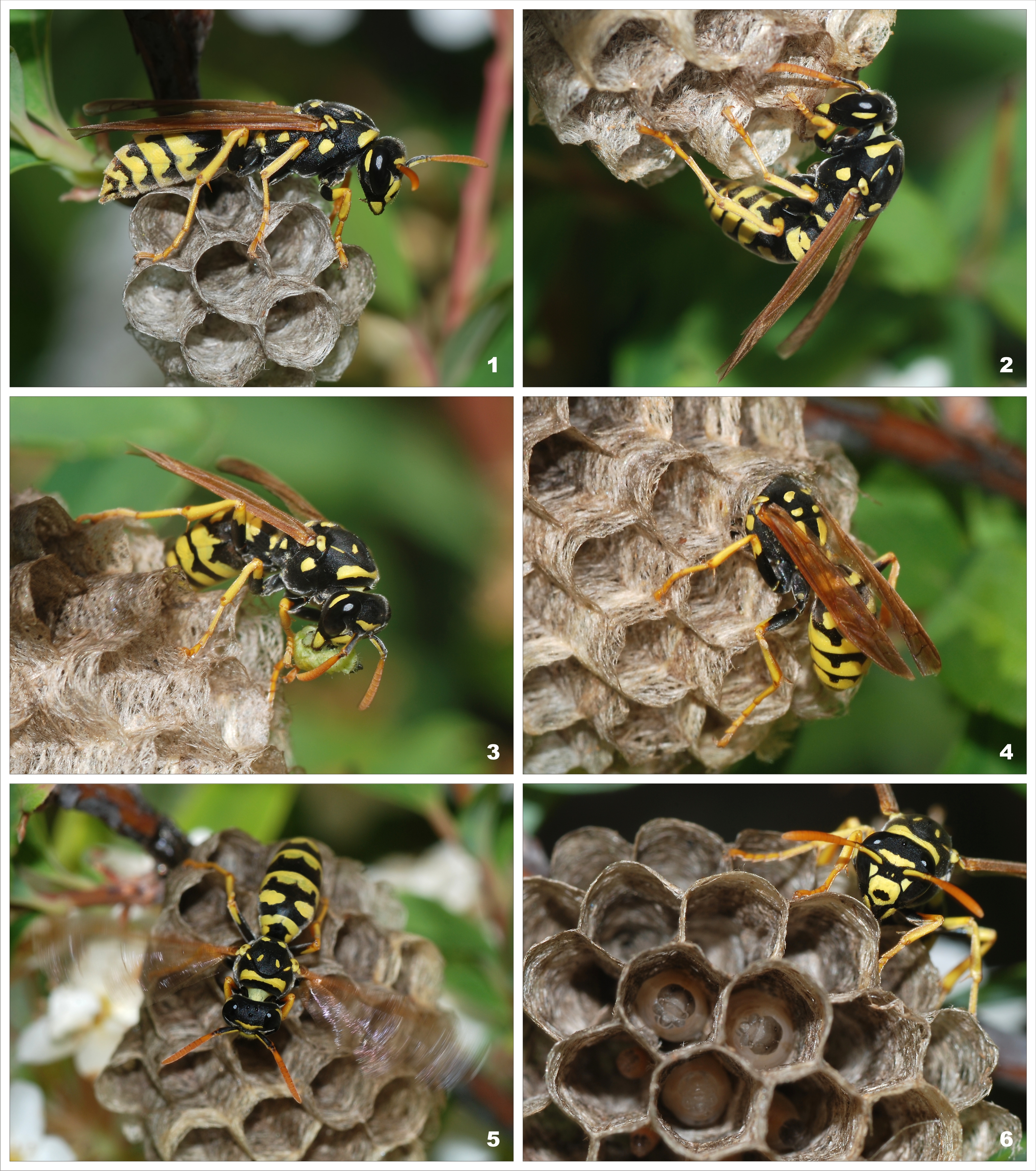 Wasp & Hornet Removal realistic photo